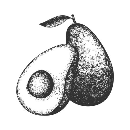 Hand drawn avocado set. Vector realistic half and whole avocado.のイラスト素材