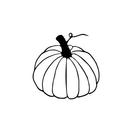 Hand drawn doodle pumpkin clipart. Vector black and white pumpkin for Halloween or Thanksgiving design. outline.のイラスト素材