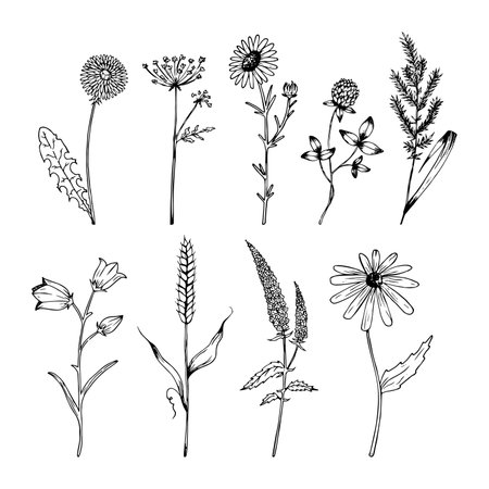 Hand drawn wildflowers set realistic style. wild flowers sketch. outline.のイラスト素材