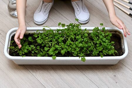 Children hands are trying to embrace, personally grown crop of cilantro greens at home. Next to the white sneakers baby jug with water and garden tools.の写真素材