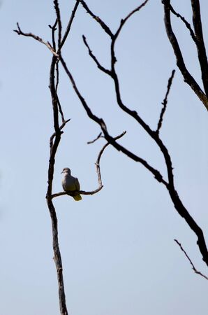 Turtle dove sits on dry branches, looking, turning only the head in profile. In the background - blue cloudless sky. The light illuminates her gaze and fragments of the curved lines of the old tree.の写真素材
