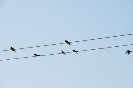 Swallows sit on the wires. Music staff.