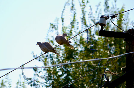 Two birds sit on the wires of the overhead line. Against the background of foliage on a clear day.