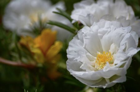 White blossomed flower with yellow middle, fleshy long leaves in the sun during the day.の写真素材