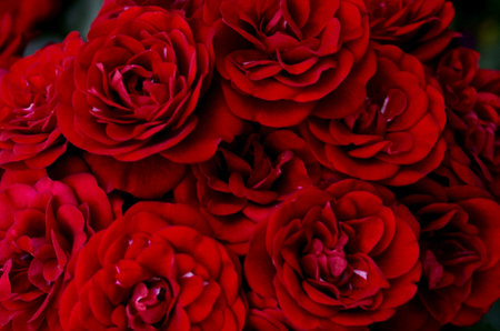  Scarlet velvet roses, with a soft outline of wavy petals, close to each other and along the edges...