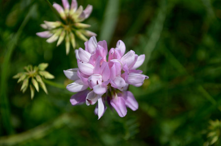 A shallow field light purple flower clover in the grass by day, view from above.