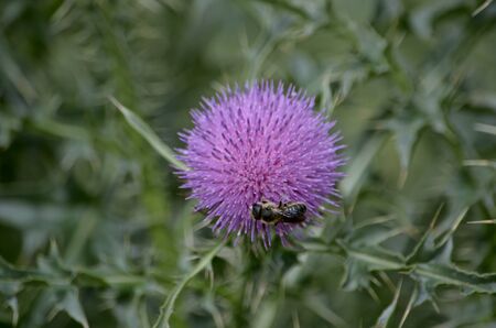 Thistle in the steppe of purple color bloomed prickly flower and collecting nectar or pollen bee.の写真素材