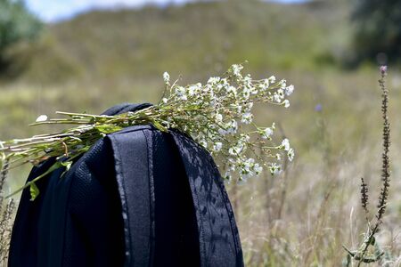 Black hiking backpack, fragment, with a bouquet of white wildflowers on top stands on the clearing on the left.の写真素材