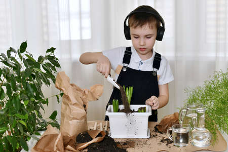 The boy is engaged of hyacinths, poured the soil with a shovel into a flower pot, the ground wakes up by.の写真素材