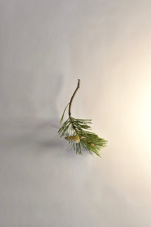 A branch of pine with one not blooming, closed cone and with a bare base.