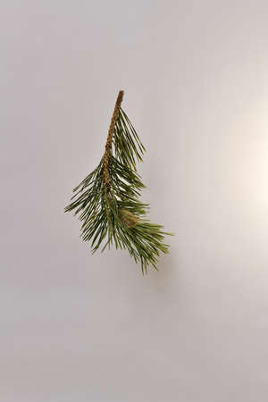 A branch of pine with one little not blooming, closed cone growing on it, shot from above. Single, on a bright background.の写真素材