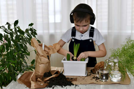 A boy in audio headphones listens to music and does gardening. Planting seedlings of hyacinth flowers. Disposes of a third bulb between two already planted in a flower pot.の写真素材