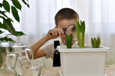 The child looks with interest through the magnifying glass at the blossoming flower.の写真素材
