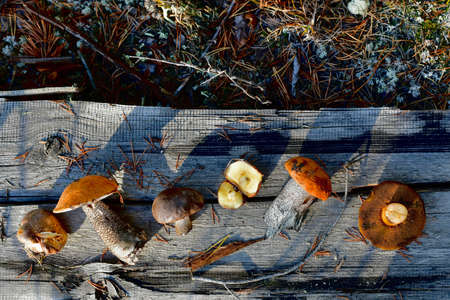 Six different edible mushrooms, spread out by an arc, on a dilapidated wooden gray board. Lying on the ground overgrown with blue moss and dry pine needles.の写真素材