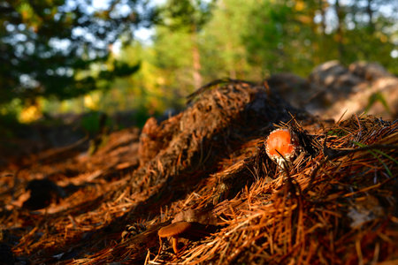 A small fly with a red cap, coming out of a pile of dry red pine needles, in the woods, in the warm...