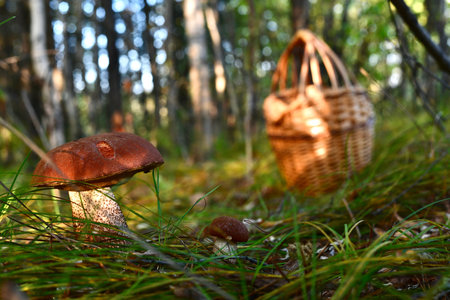 Large and small mushrooms are bright brown podosinoviki next to in the grass sedge, in the woods,...