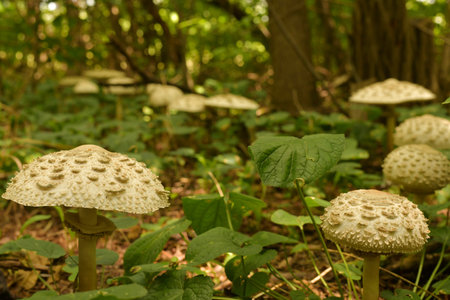 A trail of light scaly mushrooms in a green shady grove in summer.