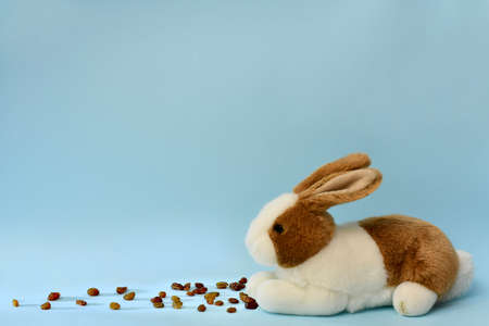 A plush white brown rabbit with pressed ears sits with paws close to a scattering of raisins. On the blue sky background at the bottom of the frame.の写真素材