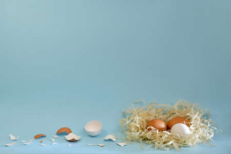 Nest with two brown and one white chicken eggs. Nearby on a blue background empty shells, scattered by the path.の写真素材