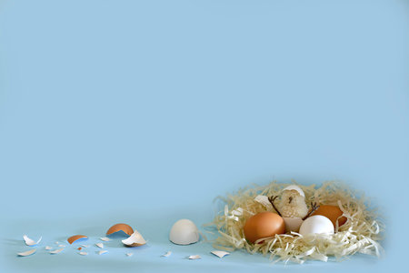 A small chick hatched sits with its legs raised up in a shell among the chicken eggs of different...