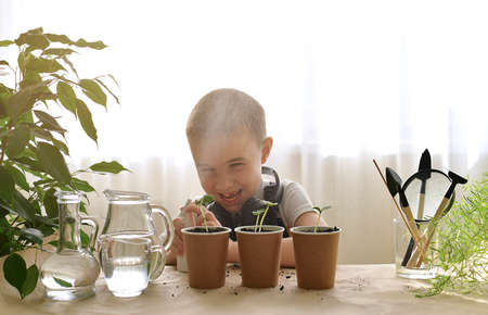 A caring child sprays with water from a of grown green cucumber. He laughs merrily, smiling with a toothless smile, squirts, indulges and misbehaves. Home gardening. Care and cultivation of plants.の写真素材