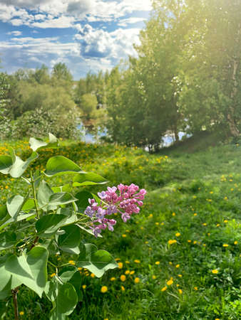Landscape nature is the beginning of summer, the end of spring. A flowering branch of purple lilac against of a green glade with yellow dandelion flowers. In the sunlight trees, blue sky white clouds.の写真素材
