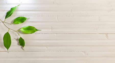 A branch with green leaves on a white painted wooden background.の写真素材