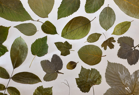The background is made of dried various green leaves. The layout on the light substrate.