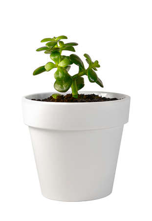 The houseplant is fat, with round green leaves, in a white flower pot. Isolated on a white background.の写真素材