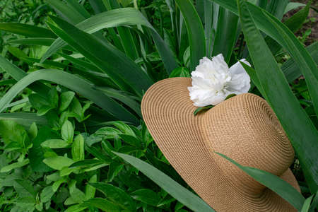 The hat is straw, decorated with white peony, forgotten in the garden on the grass.の写真素材