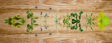 Mirror layout of herbs on a wooden background. Bizarre patterns and symbols.の写真素材