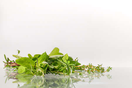Fresh stems of green spicy herbs on a light surface. Mint, rosemary, thyme and sage.の写真素材