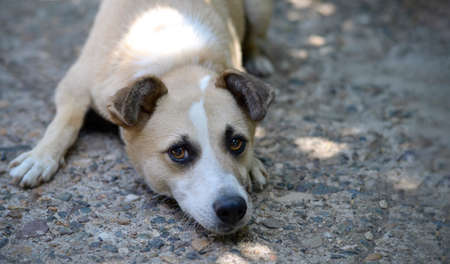 A dog with sad eyes lies on the ground.の写真素材
