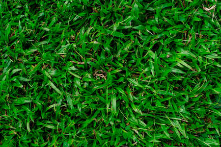 Tropical leaves, abstract green leaves texture, nature backgroundの写真素材