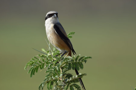Close up full shot of Bay backed Shrike bird perching on a thorn bush branch in morning in India Asiaの写真素材