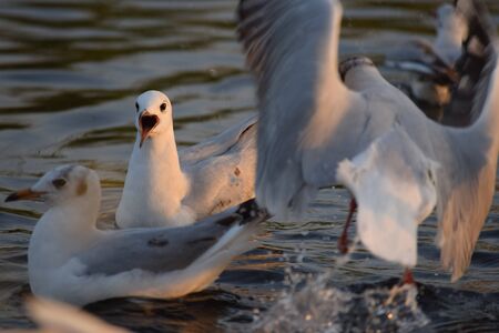 Brown headed seagull opening mouth beak and making noise as flock of birds move around splashing water. Shot at Indian lake of Nalsarovar in Gujarat these migratory birds liven up the lake for touristの写真素材
