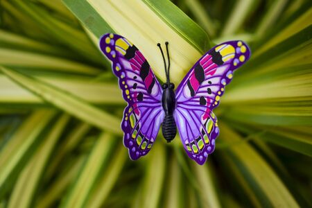 selective focus of Beautiful Purple butterfly figurine decoration on real natural christmas tree plant. Close up of purple fake butterfly three dimensional stick for interior decorations or lawn decor DIYの写真素材