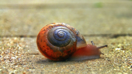 A Snail with great color moving onの写真素材