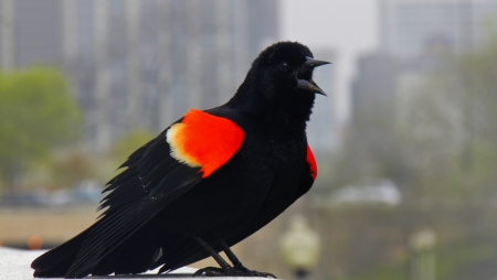 A black winged black bird screeching in Chicagoの写真素材