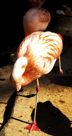  flamingo standing on one legの写真素材