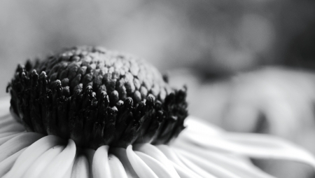 A black and white flowerの写真素材