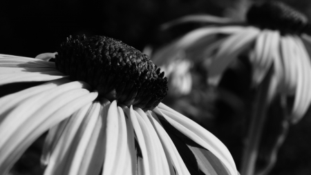 Black and White flowerの写真素材