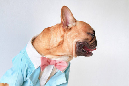 French bulldog in pastel tuxedoの素材