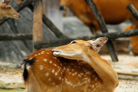 Young deer in open zooの素材