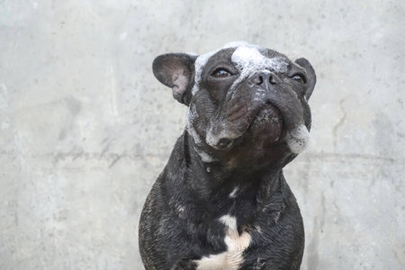 French bulldog taking a bath with soap bubbles on his headの素材