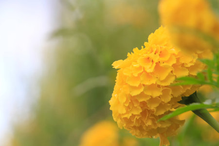 Marigold flowers in garden with sunlight in backgroundの写真素材