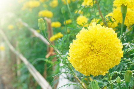 Marigold flowers in garden with sunlight in backgroundの写真素材