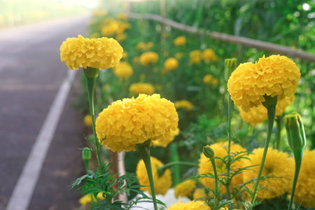 Marigold flowers in garden with sunlight in backgroundの写真素材