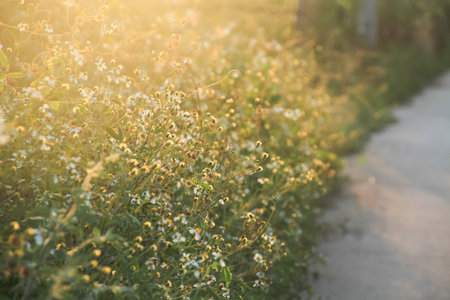 Grass flowers field with warm light in summer backgroundの写真素材