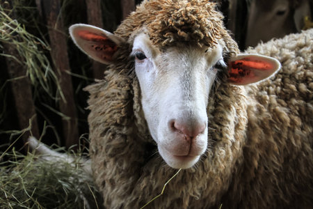 Sheep in farm, Chiang Mai, Thailandの写真素材